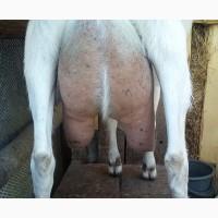 Продам дойную козу Клэр, покрыта чистопородным заненским козлом