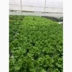 Продам салат свежий в горшке