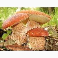 Куплю білі гриби