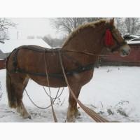 Продам кобилу