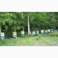 Продам пасіку 20 сімей