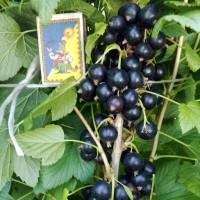 Саженцы черной смородины. Сорта Юбилейная Копания, Софиевская, Вернисаж