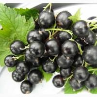 Саженцы черной смородины. Сорта Юбилейная Копания, Софиевская, Вернисаж