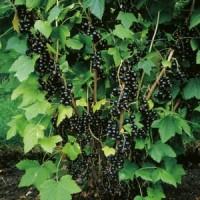 Саженцы черной смородины. Сорта Юбилейная Копания, Софиевская, Вернисаж