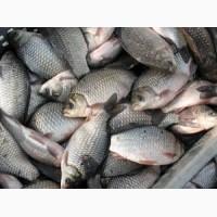 Продам карася опт