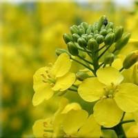 Семена Рапса, насіння Канадського ріпака