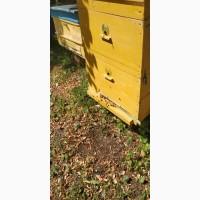 Продам пчелосемьи, пакеты