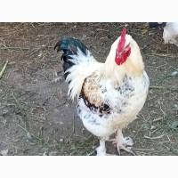 Продам петухов порода Брама и других пород