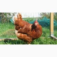 Испанка. И бройлерные цыплята, утки, индюшата