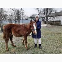 Продам лоша (кобила)