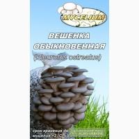 Купить продажа мицелий вешенки, шампиньона Недорого! Міцелій гливи, печериці