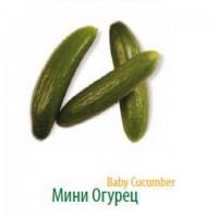 Продам Лук-порей высокого качества от крупнейшего производителя Турции