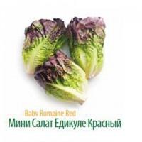 Продам Лук-порей высокого качества от крупнейшего производителя Турции
