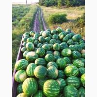 Продам сладкий арбуз