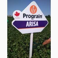 Насіння сої. соя ультра, максус