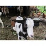Продам домашнее козье молоко в Киеве