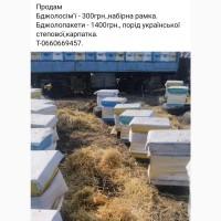 Продам бджолосім#039;ї та бджолопакети