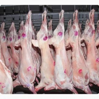 Баранина с аккредитив на Арабский Эмираты и Иран