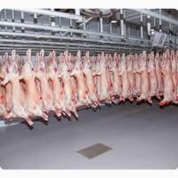 Баранина с аккредитив на Арабский Эмираты и Иран