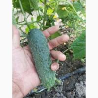 Огірок оптом