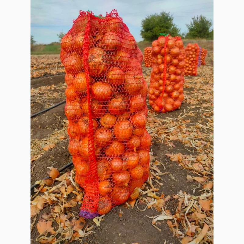 Продам Цибулю Гуртом. Калібр 5-9 см
