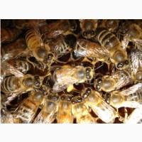 Продам бджолосім#039;ї, бджолопакети