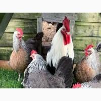 Яйце інкубаційне.Курчата, Доркінг золото, срібло