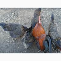 Яйце інкубаційне.Курчата, Доркінг золото, срібло