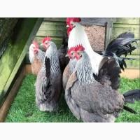 Яйце інкубаційне.Курчата, Доркінг золото, срібло