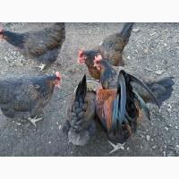 Яйце інкубаційне.Курчата, Доркінг золото, срібло