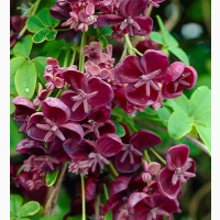 Акебія п#039;ятірна