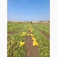 Продам Диню Ефіопка