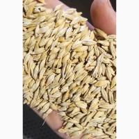 Канадський озимий ячмінь Маршал