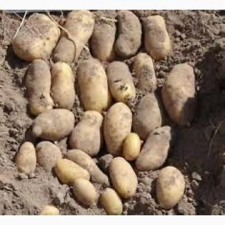 Насіннєва картопля Гранада Хмельницька область купити, роздріб від 10 кг