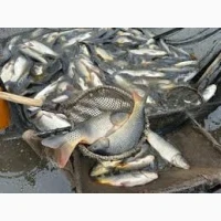 Продам мальок живої риби Лящь короп