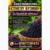 Закуповуємо спілі ягоди бузини.Запрошуємо до співпраці