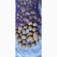 Продам картоплю продовольчу