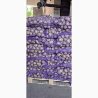 Продам картоплю продовольчу