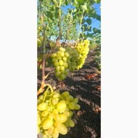 Продам свіжий домашній виноград урожаю 2026 року