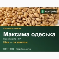 Пшениця Максима одеська - насіння озимої пшениці (СГІ, Одеса), еліта, РН-1