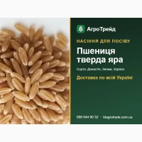 Продам насіння твердої ярої пшениці - Династія, Зелма, Зоряна подільська