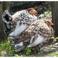 Карликовые курочки