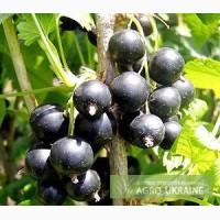 Саженцы черной смородины Альта, Казацкая, Краса Львова, Юбилейная копаня, Ориана, Лыбидь