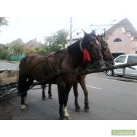 Продам коня