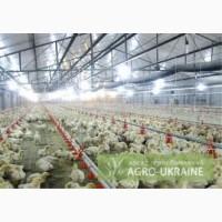 Продам підрощену курку та одноденних бройлерів, Львовская обл. ПРОДАЖ (цілий рік)