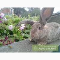 Кролики породы Фландр 4мес,вес3700 и 2.5мес,вес2600