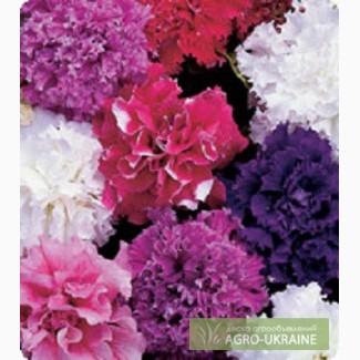 Семена Китано (KITANO SEEDS)