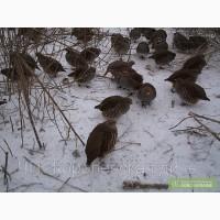 Яйцо инкубационное серой куропатки
