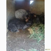 Продам кроленят полтавське срібло.