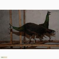 Яванский или зеленый павлин (Pavo muticus)